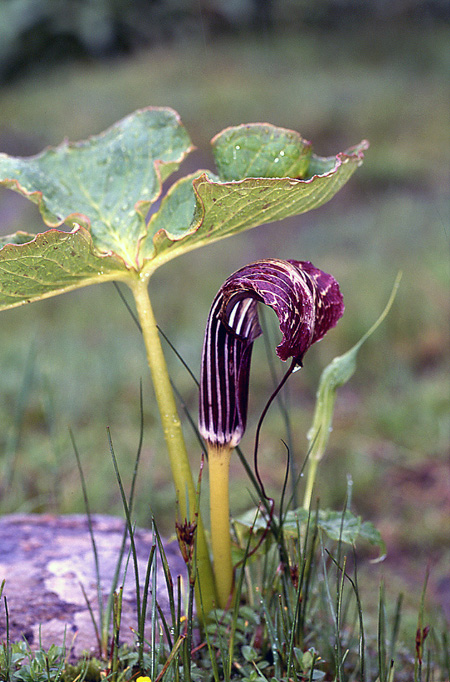 Arisaema propinquum