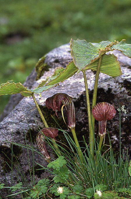 Arisaema propinquum