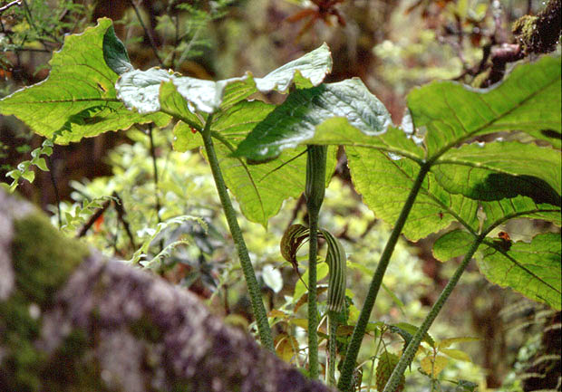 Arisaema propinquum