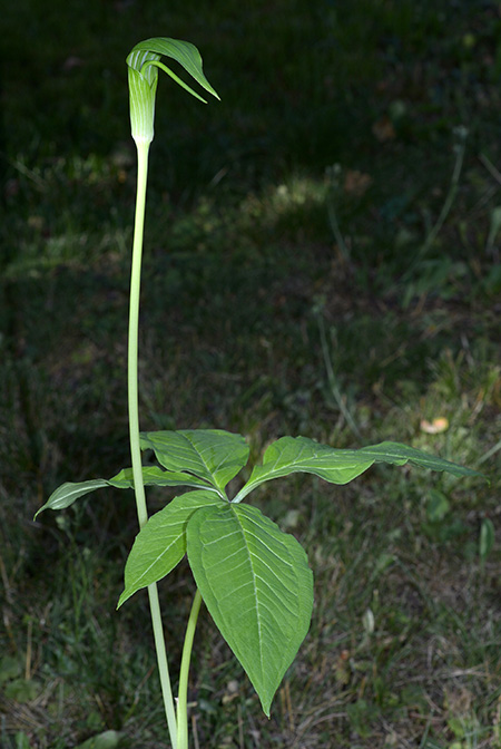 Arisaema quinquelobatum