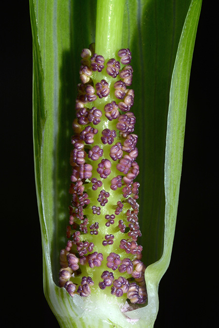 Arisaema quinquelobatum