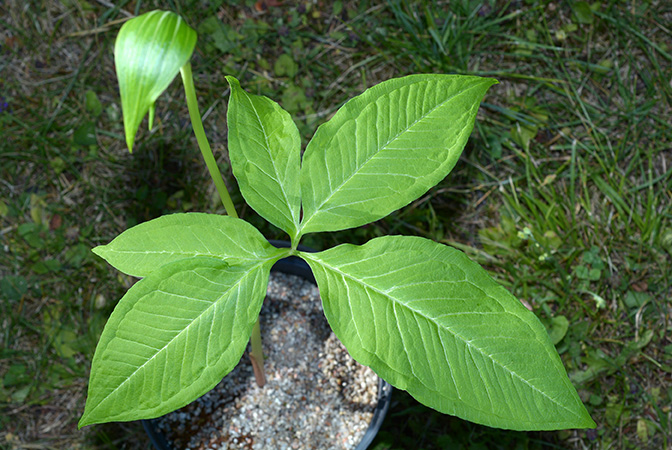 Arisaema quinquelobatum