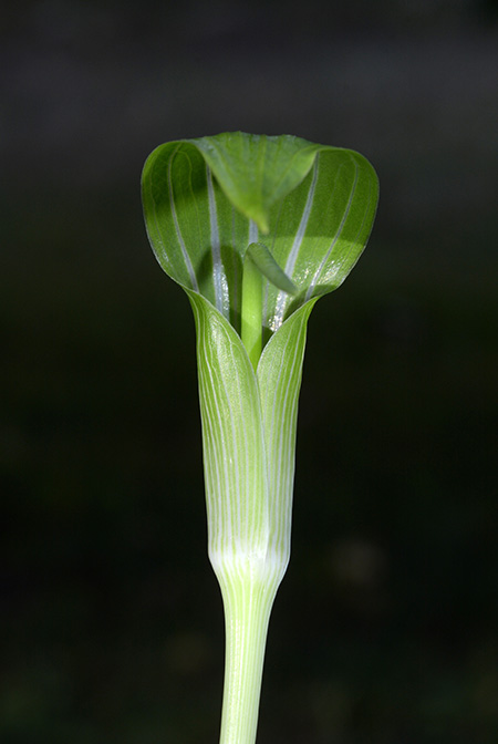 Arisaema quinquelobatum