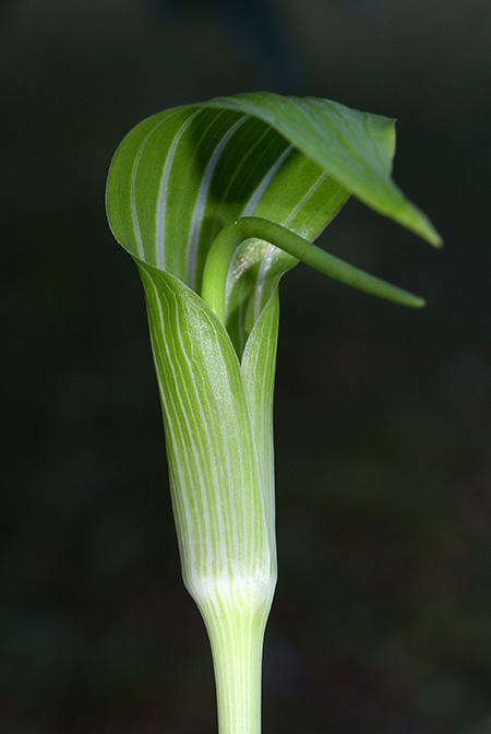 Arisaema quinquelobatum