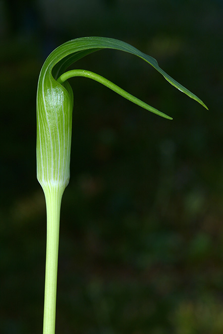 Arisaema quinquelobatum