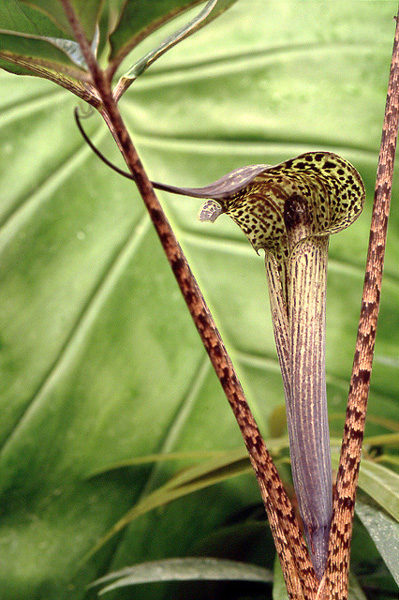 Arisaema rhizomatum