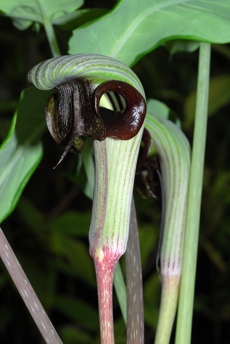 Arisaema ringens