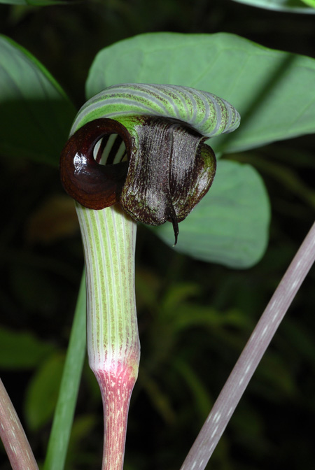 Arisaema ringens