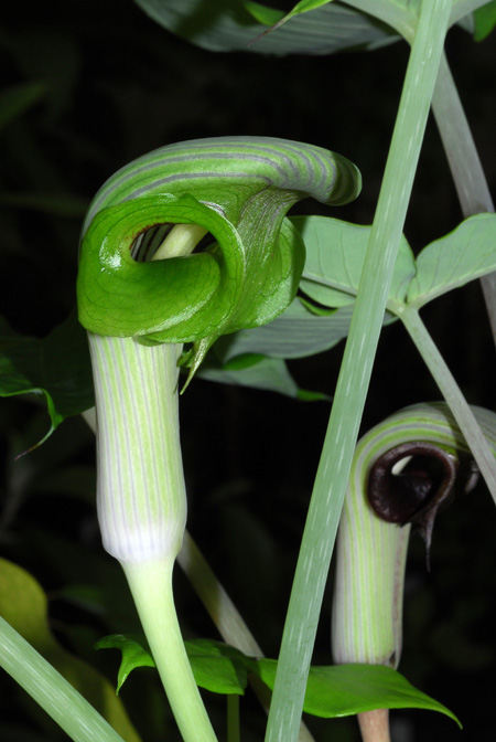 Arisaema ringens
