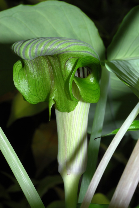 Arisaema ringens