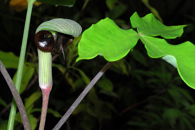 Arisaema ringens