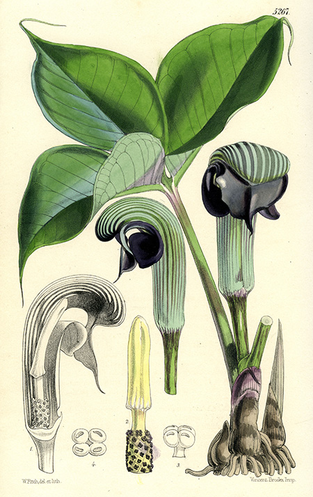 Arisaema ringens