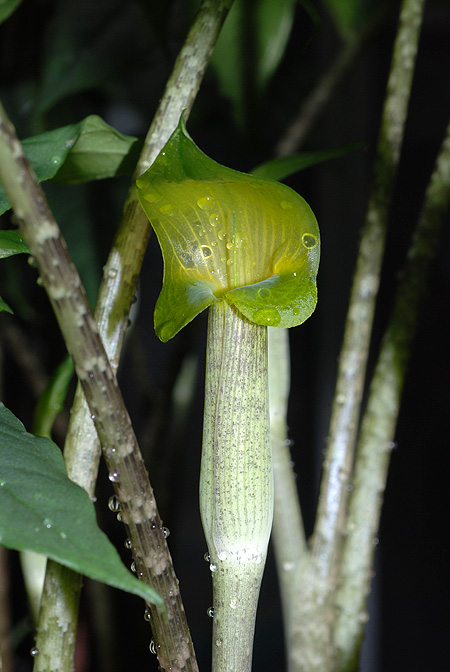 Arisaema roxburghii