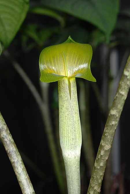 Arisaema roxburghii