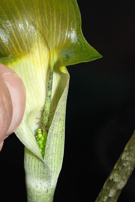Arisaema roxburghii