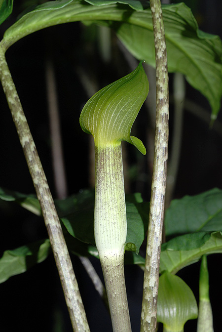 Arisaema roxburghii