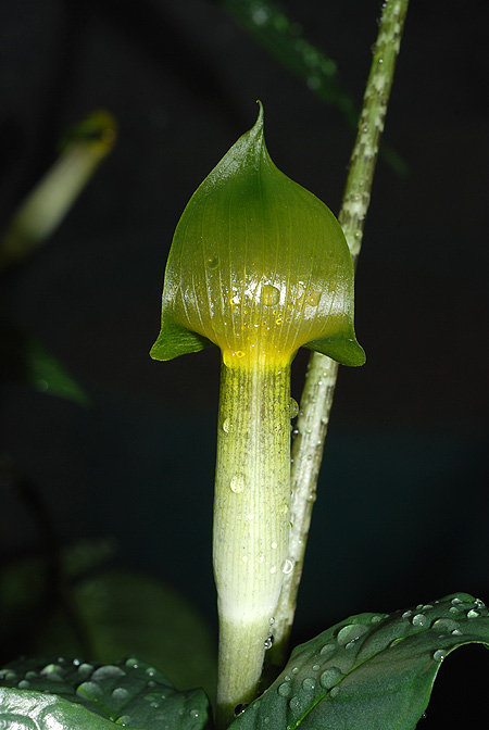 Arisaema roxburghii