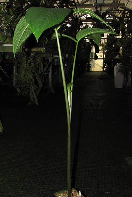 Arisaema roxburghii