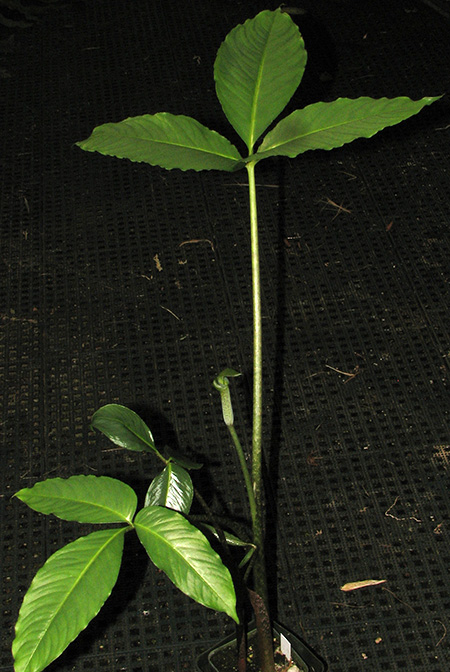 Arisaema roxburghii