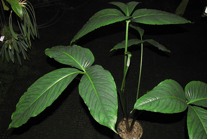 Arisaema roxburghii