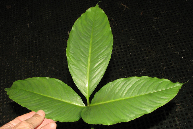 Arisaema roxburghii