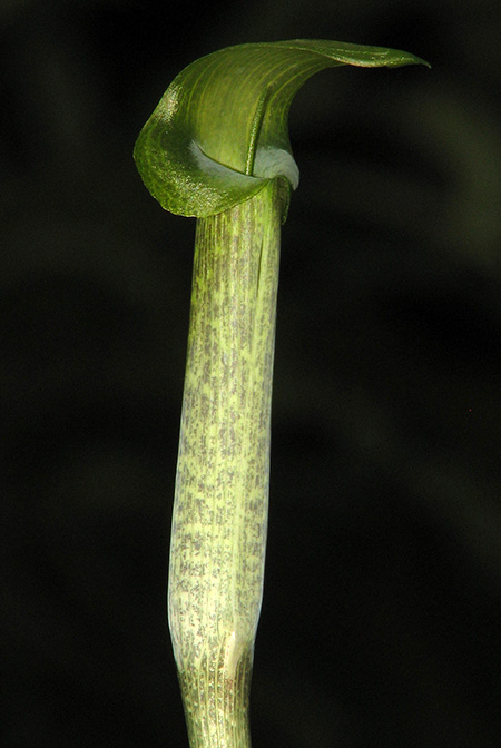 Arisaema roxburghii