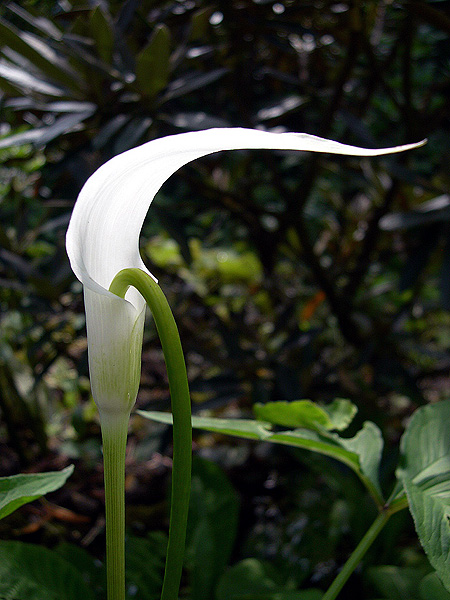 Arisaema saxatile