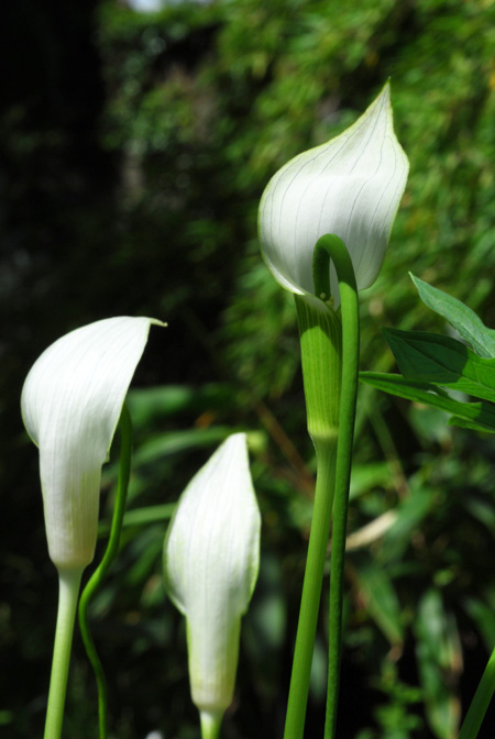 Arisaema saxatile