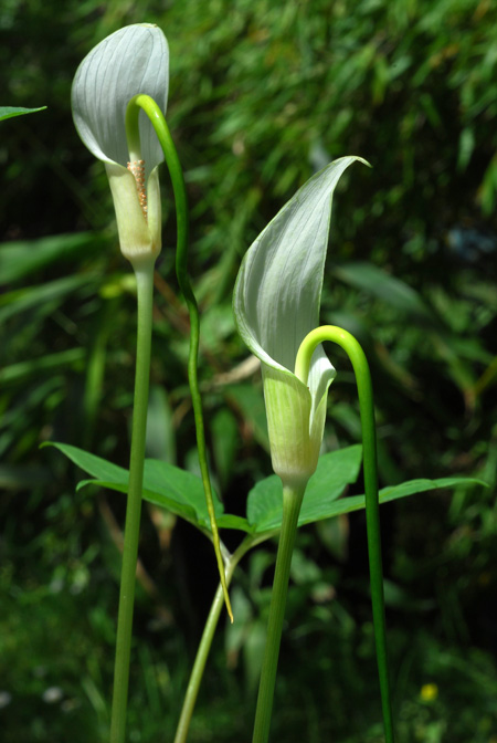 Arisaema saxatile