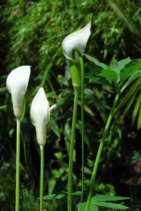 Arisaema saxatile