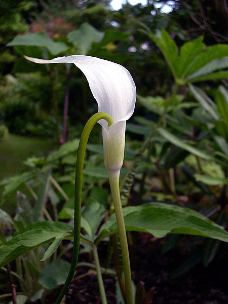 Arisaema saxatile