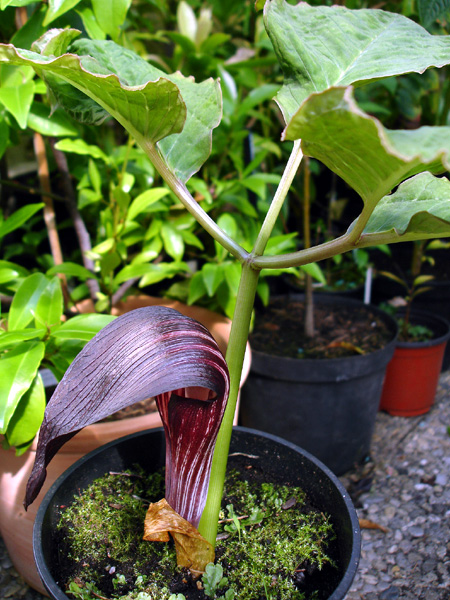 Arisaema sazensoo
