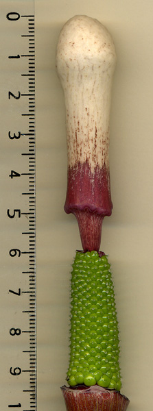 Arisaema sazensoo