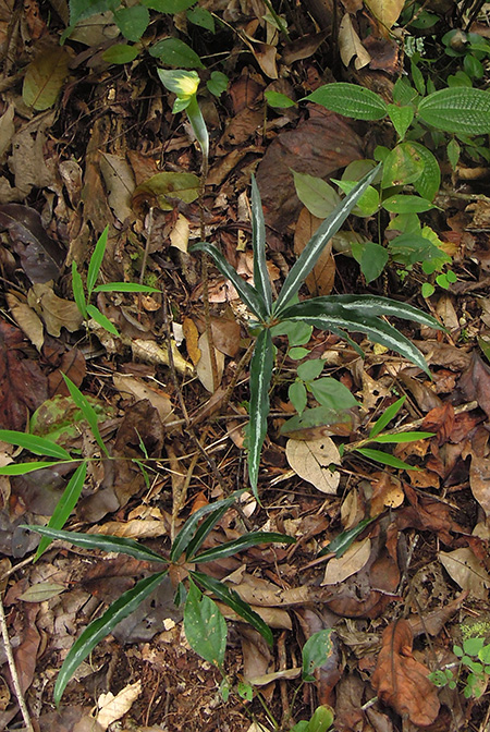 Arisaema scortechinii