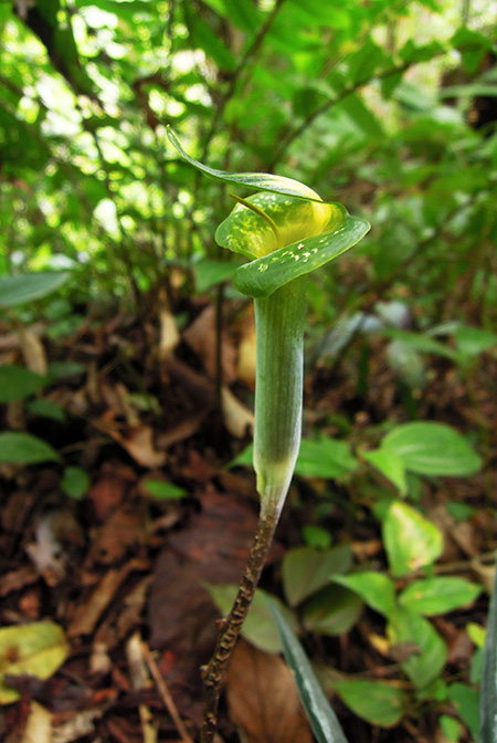 Arisaema scortechinii