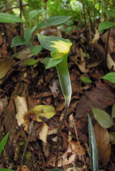 Arisaema scortechinii