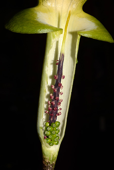 Arisaema scortechinii