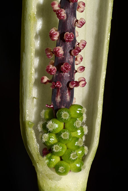 Arisaema scortechinii