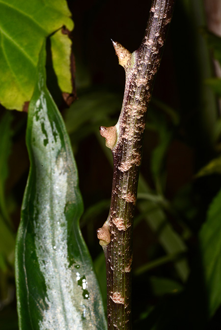Arisaema scortechinii
