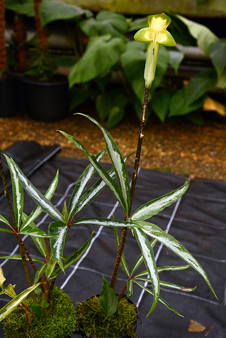 Arisaema scortechinii
