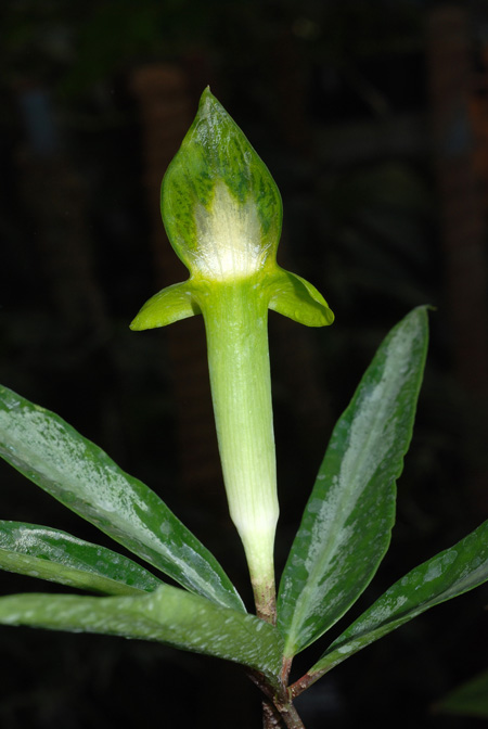 Arisaema scortechinii