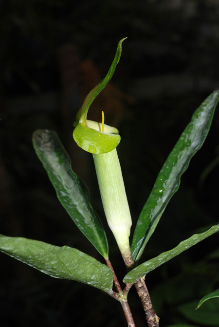 Arisaema scortechinii
