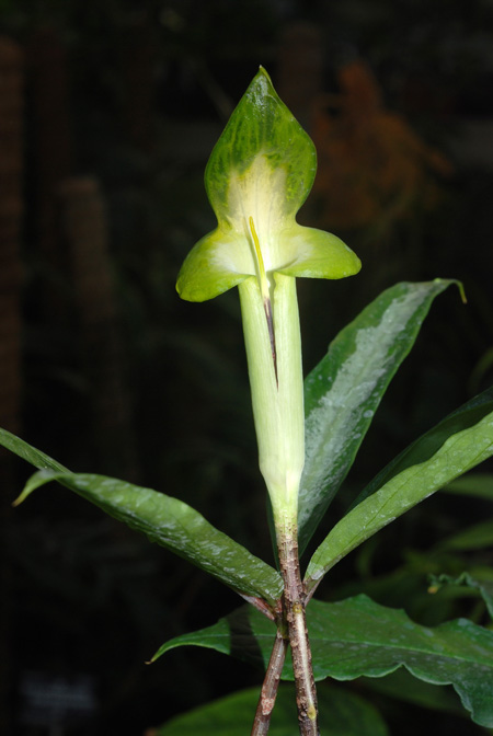 Arisaema scortechinii