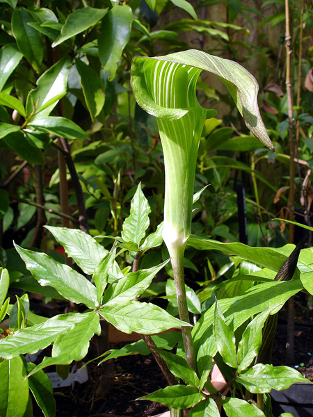 Arisaema serratum