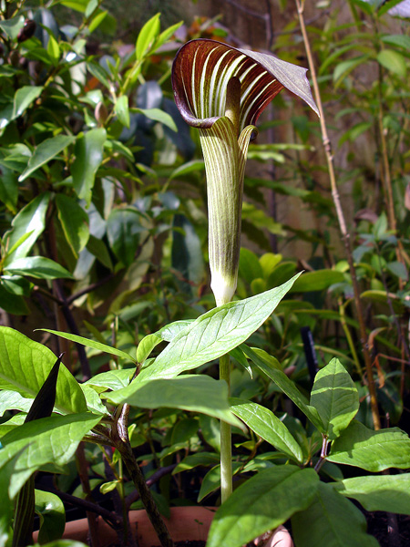 Arisaema serratum