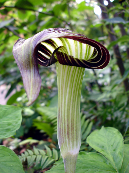 Arisaema serratum