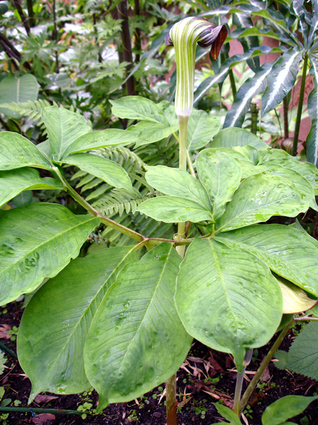 Arisaema serratum