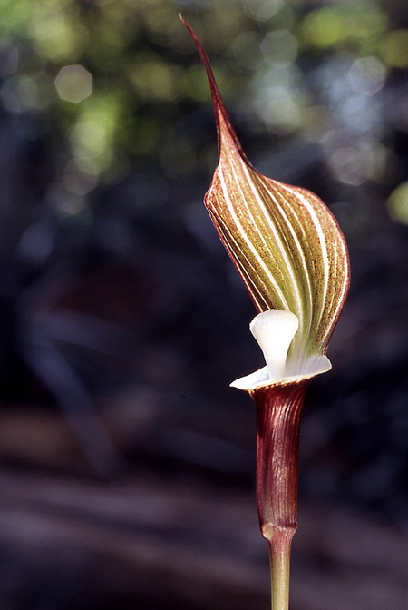Arisaema sikokianum