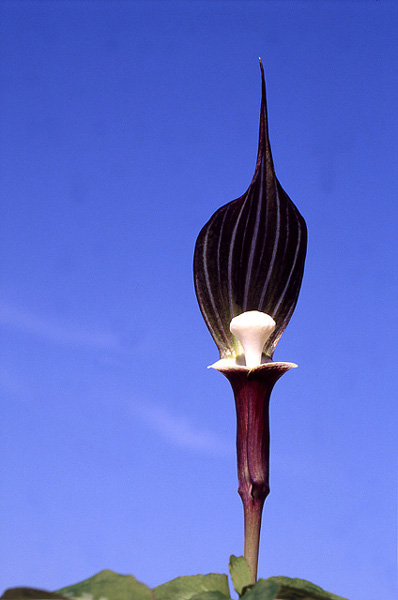 Arisaema sikokianum