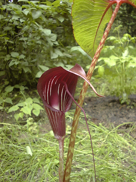 Arisaema speciosum